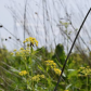 Midewin National Tallgrass Prairie