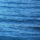Alaska Maritime National Wildlife Refuge