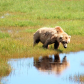 Katmai National Park