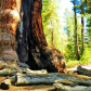 Yosemite National Park