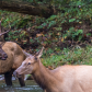 Great Smoky Mountains National Park