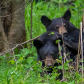 Great Smoky Mountains National Park
