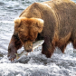 Katmai National Park & Preserve