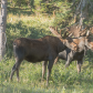 Medicine Bow National Forest
