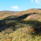 Blue Ridge Parkway