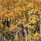 Humboldt-Toiyabe National Forest