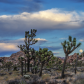 Joshua Tree National Park