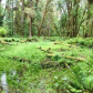 Olympic National Park