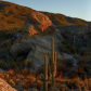 Saguaro National Park