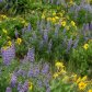Columbia River Gorge National Scenic Area