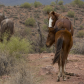 Tonto National Forest