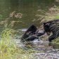 Tongass National Forest