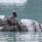 Glacier Bay National Park