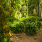 Olympic National Park
