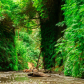 Redwood National and State Parks