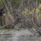 Atchafalaya Basin