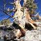 Inyo National Forest 