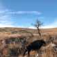 Wichita Mountains Wildlife Refuge