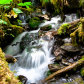Olympic National Park
