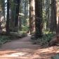 Redwood National and State Parks