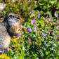 Glacier National Park