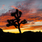 Joshua Tree National Park