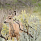 Theodore Roosevelt National Park