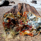 Petrified Forest National Park