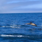 Channel Islands National Park
