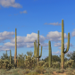 Saguaro National Park