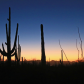 Saguaro National Park