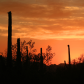 Saguaro National Park