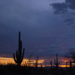 Saguaro National Park