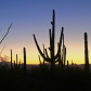 Saguaro National Park