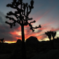 Joshua Tree National Park
