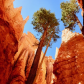 Bryce Canyon National Park 