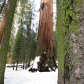 Sequoia National Park