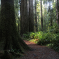 Redwood National and State Parks