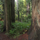 Redwood National and State Parks