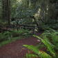 Redwood National and State Parks