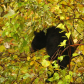 Shenandoah National Park