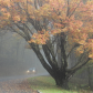 Shenandoah National Park