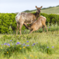 Point Reyes National Seashore