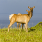 Point Reyes National Seashore