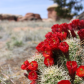 Canyonlands National Park