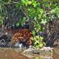 Blackwater National Wildlife Refuge