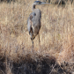 Blackwater National Wildlife Refuge