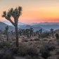 Joshua Tree National Park