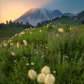 Mount Rainier National Park