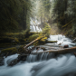 Gifford Pinchot National Forest
